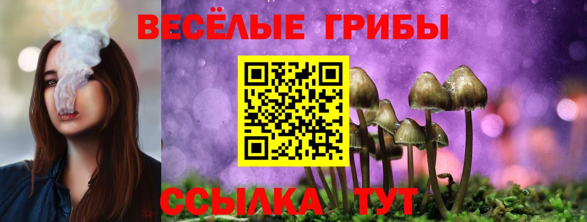 Псилоцибиновые грибы Psilocybine cubensis Дальнегорск